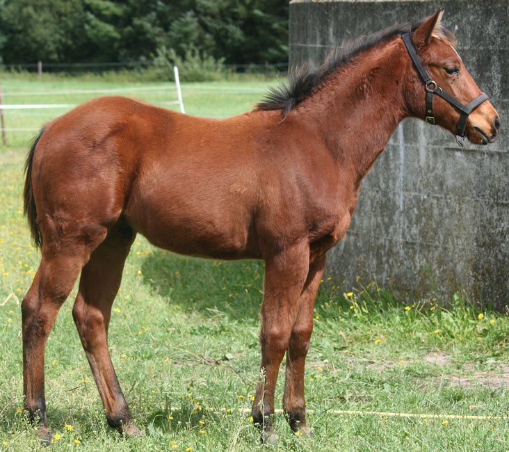 peppi26.8.12