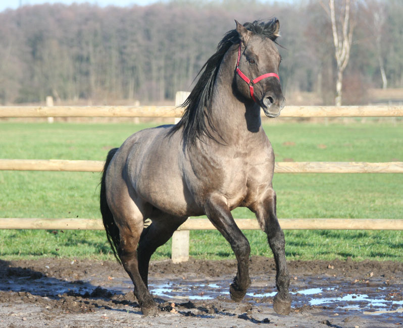 rocky01.2015-1
